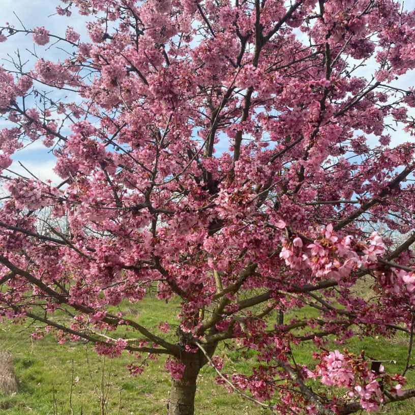 weil Baumschule Ingelheim - Obstgehölze