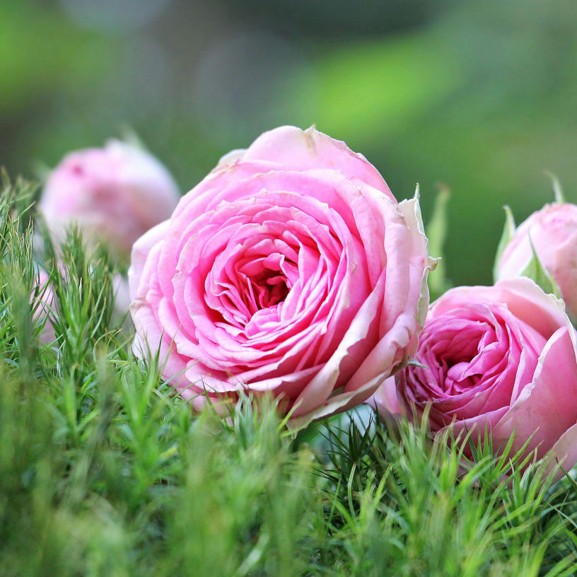 weil Baumschule Ingelheim - Rosen
